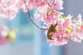 Cherry blossom and White-eyes Royalty Free Stock Photo