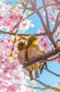 Cherry blossom and White-eyes Royalty Free Stock Photo