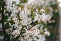 Cherry blossom white flowers close up
