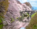 Cherry blossom at Yamagata castle (Kajo Park)