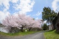 Cherry blossom at Yamagata castle (Kajo Park) Royalty Free Stock Photo