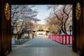 Cherry blossom at Yasukuni Shrine, Tokyo, Japan. a famous Tourist spot in Tokyo, Japan.