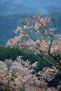 Cherry blossom in Yoshino, Japan