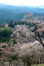 Cherry blossom in Yoshino, Japan