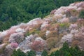 Cherry blossom on Yoshinoyama, Nara, Japan spring landscape. Royalty Free Stock Photo