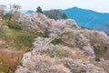 Cherry blossom on Yoshinoyama, Nara, Japan spring landscape Royalty Free Stock Photo