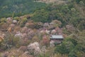 Cherry blossom on Yoshinoyama, Nara, Japan spring landscape Royalty Free Stock Photo