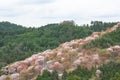 Cherry blossom on Yoshinoyama, Nara, Japan spring landscape Royalty Free Stock Photo