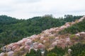 Cherry blossom on Yoshinoyama, Nara, Japan spring landscape. Royalty Free Stock Photo