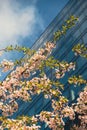 Cherry blossomes concept. Japanese sakura on cityscape background. Window mirror reflection skyscraper. Creative photo Royalty Free Stock Photo