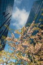 Cherry blossomes concept. Japanese sakura on cityscape background. Window mirror reflection skyscraper. Creative photo Royalty Free Stock Photo