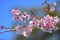 Cherry Blossoming in spring in Cornwall Park Royalty Free Stock Photo