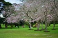 Cherry Blossoming in spring in Cornwall Park Royalty Free Stock Photo