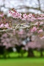 Cherry Blossoming in spring in Cornwall Park Royalty Free Stock Photo