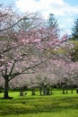 Cherry Blossoming in spring in Cornwall Park Royalty Free Stock Photo