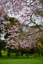 Cherry Blossoming in spring in Cornwall Park Royalty Free Stock Photo