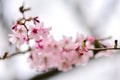 Cherry Blossoming in spring in Cornwall Park Royalty Free Stock Photo