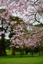 Cherry Blossoming in spring in Cornwall Park Royalty Free Stock Photo