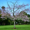 Cherry Blossoming in spring in Cornwall Park Royalty Free Stock Photo