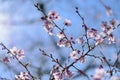 Cherry Blossoming in spring in Cornwall Park Royalty Free Stock Photo