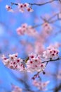 Cherry Blossoming in spring in Cornwall Park Royalty Free Stock Photo