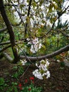 Cherry blossoming in the tulips garden