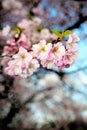 Delicate pink flowers of cherry blossomming Royalty Free Stock Photo