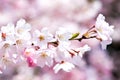 Cherry blossoms Royalty Free Stock Photo