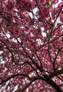 Cherry Blossoms - flowering spring tree branches