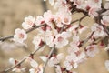 Cherry blossoms 2