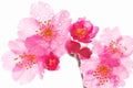 Prunus campanulata, cherry blossom flower, beauty in Nature Royalty Free Stock Photo