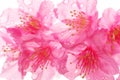 Prunus campanulata, cherry blossom flower, beauty in Nature Royalty Free Stock Photo