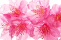  Prunus campanulata, cherry blossom flower, beauty in Nature