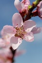 Cherry blossoms Royalty Free Stock Photo