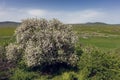 Cherry blossoms against the background of Mount Hermon