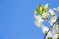 Cherry blossoms against the blue sky in early spring. Cherry branches covered with white flowers Royalty Free Stock Photo