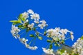 Cherry blossoms against the blue sky in early spring. Cherry branches covered with white flowers Royalty Free Stock Photo