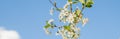 Cherry blossoms against the blue sky in early spring. Cherry branches covered with white flowers.Spring blooming on sour Royalty Free Stock Photo