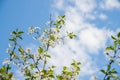 Cherry blossoms against the blue sky in early spring. Cherry branches covered with white flowers.Spring blooming on sour Royalty Free Stock Photo