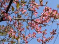 Cherry blossoms against blue sky high angle view Royalty Free Stock Photo
