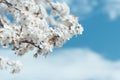 Cherry blossoms against a blue sky Royalty Free Stock Photo