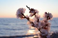 Cherry blossoms against the sea Royalty Free Stock Photo