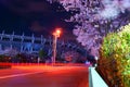 Cherry blossoms and Ajinomoto Stadium Royalty Free Stock Photo