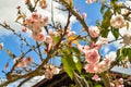 Cherry Blossoms with all the pink flowers