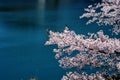 Cherry blossoms along the dam lake / Japanese spring