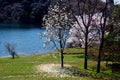 Cherry blossoms along the dam lake / Japanese spring