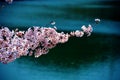 Cherry blossoms along the dam lake / Japanese spring