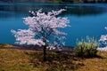 Cherry blossoms along the dam lake / Japanese spring