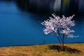 Cherry blossoms along the dam lake / Japanese spring