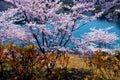 Cherry blossoms along the dam lake / Japanese spring